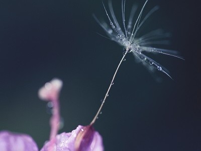 Why Meditate?